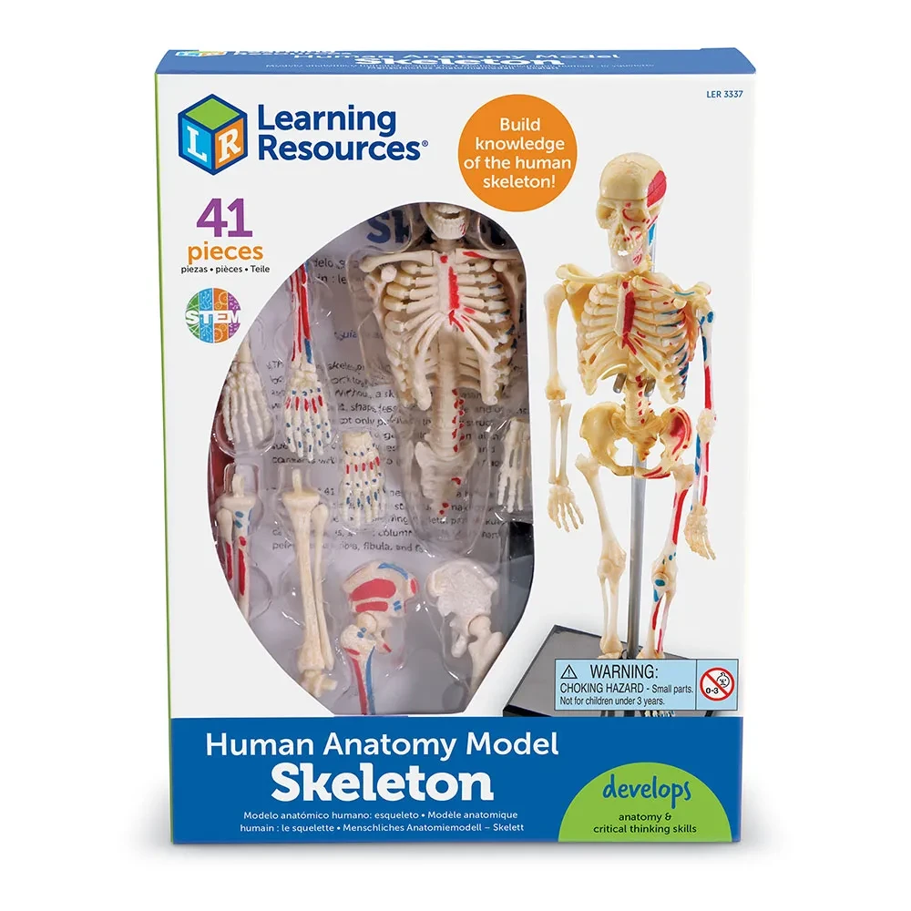 Skeleton Display Model